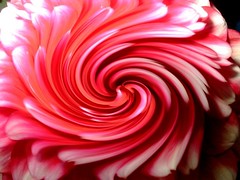 Fleur spiral !!!