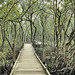 The Boardwalk through the mangroves - day time