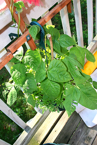 Deck Garden (7-1-06) - 2 - pole beans