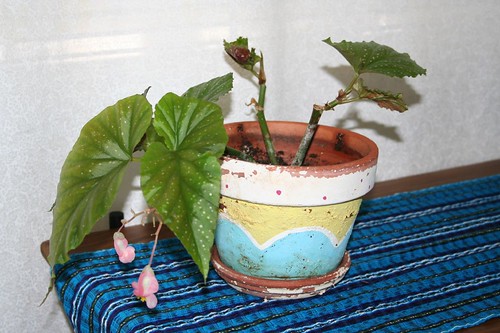 The begonia, planted