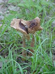 mushrooms (july)