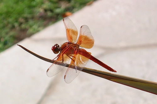 orange dragonfly 2