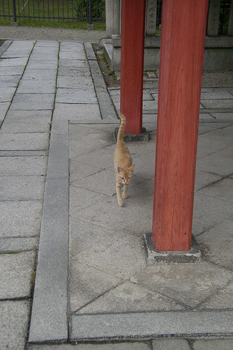 猫と石畳と赤い柱
