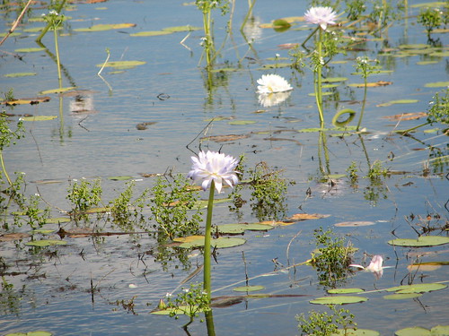 Water Lillys, Knuckey's Lagoon