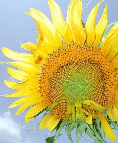 sunflowers4
