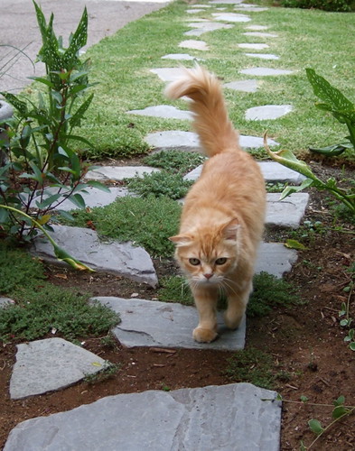 Mr. Maji on the garden path