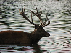 king deer in the water