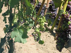 Grapes at Venturi-Schulze