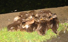 Sleeping Ducklings