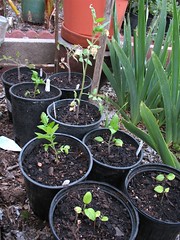 Tomatoes and Eggplants Seedlings