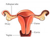 anatomy_uterus