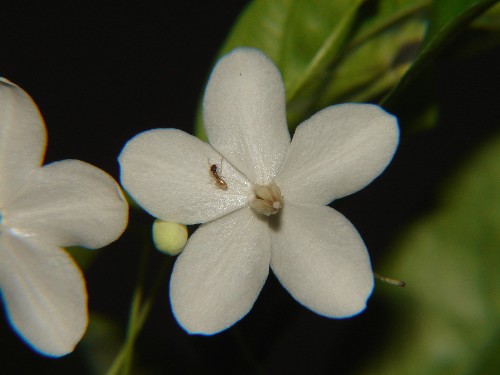 CA flower