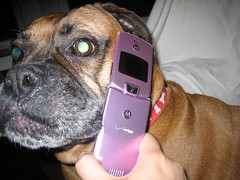 Chyna Phone