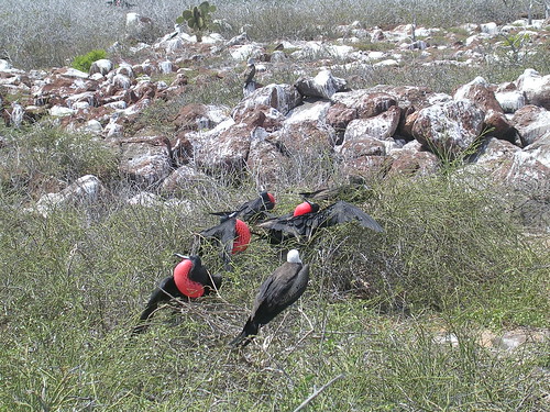 Male Frigate Bird Strutting - Come on ladies! Galapagos Islands