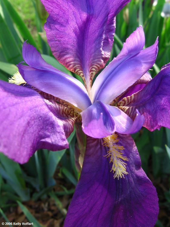 IMG_2801 - Purple Iris