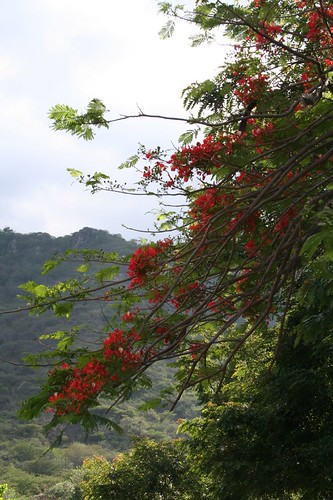 Fire tree blooms, Cemetary, Jinotega