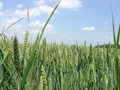 wheat fields in chartre