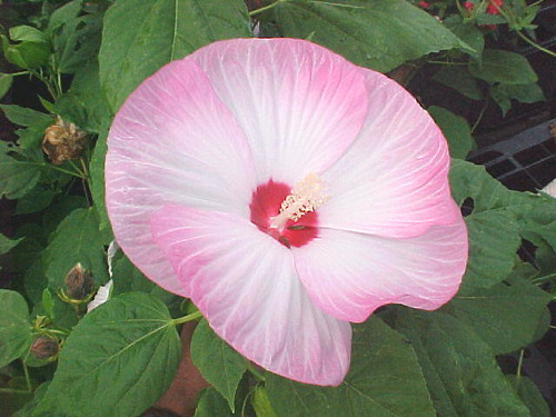 Jerry's Hibiscus Pink Edge, White Face, Red Eye