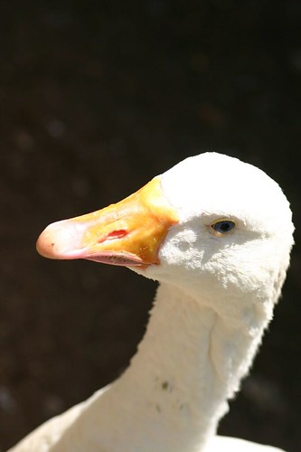 Duck from the petting zoo
