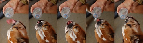 Bulldog Drinking
