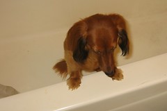 Trying to avoid a bath