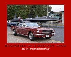 Mustang Show