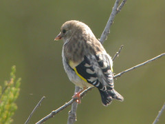 Goldfinch, Ria Formosa (Portugal), 27-Apr-06