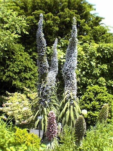 Echium Wildpretii (Tower of Jewels)