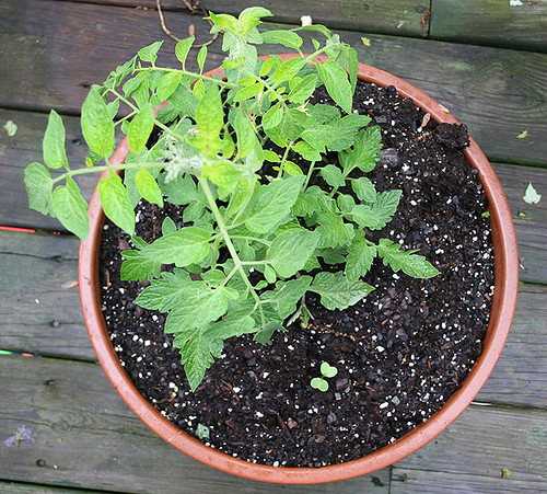 new-garden tomato