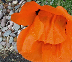 poppy after the rainstorm