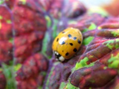 Ladybug on Coleus