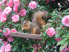 rose squirrel