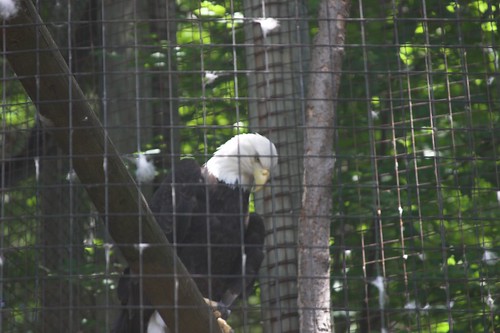 Bald Eagle, Toronto Zoo