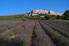 Img2006-07-05-0131-1 (Provence Cote d'Azur)