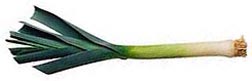 This is a leek.