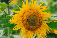 Bee on Sunflower, Otis P. Motley