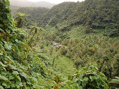 Taveuni's emerald jungle