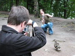 Taking photos of a duck