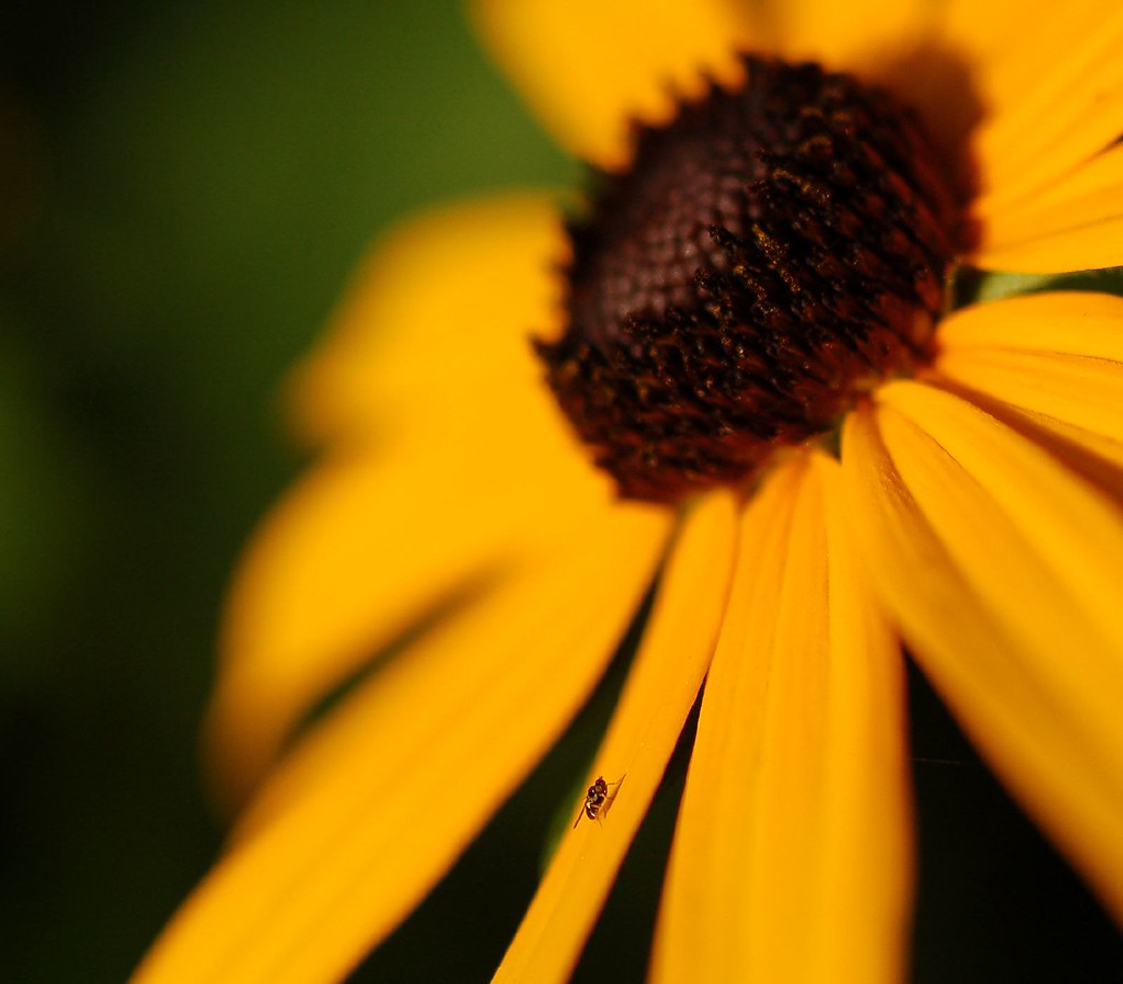 black-eyed susan and fly
