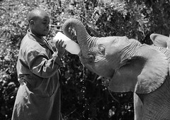 Elephant Feeding 2