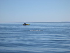 BaleineA1.jpg