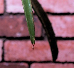 Aloe in rain