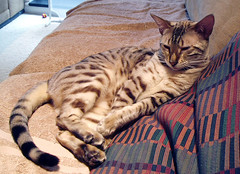 Pasha reclining