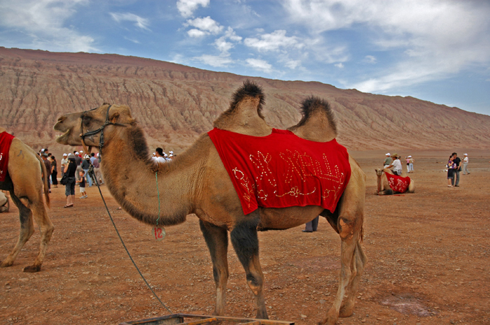克孜勒塔格前的駱駝