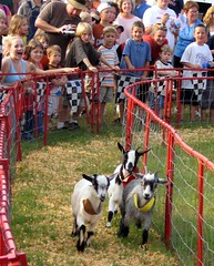 Goat Race