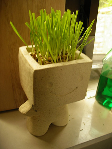 貓草 cat grass