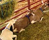 Row of sleeping goats