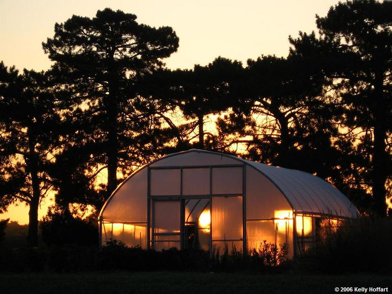 Sunrise through a Greenhouse