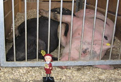 Chaucer gets piggy