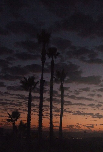 Palm Tree sunset